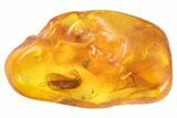 Detailed Fossil Caddisfly and Three Flies in Baltic Amber #142214-4